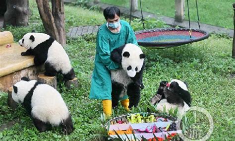 世界十大幸福职业排行，熊猫饲养员排第二位_巴拉排行榜
