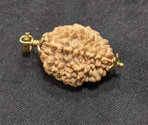 2 Mukhi Rudraksha Kaju Dana 2 Face Rudraksha Gold Cap Bead Do Mukhi ...