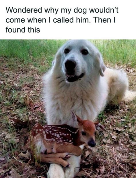 See related image detail. 20 Funny Animal Memes To Brighten Your Day | DeMilked