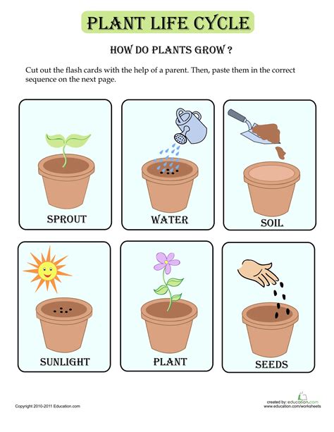 Unit 1 - Grade 1 - Plant life cycle cards Interactive Worksheet ...