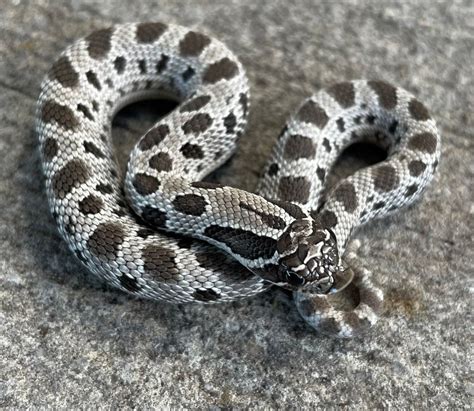 Western Hognose Snake