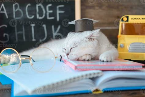 un pequeño blanco gatito en un graduados sombrero y lentes para visión ...