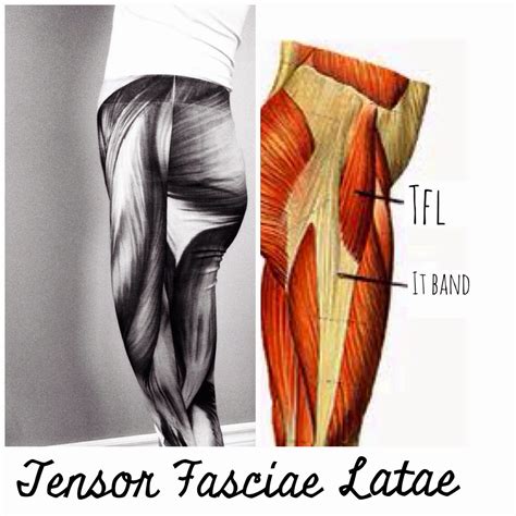Tensor Fasciae Latae Muscle Anatomyzone - vrogue.co