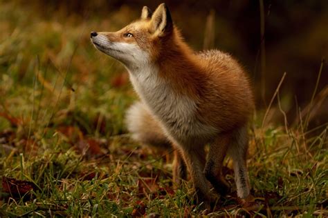 10 interesting facts about foxes - incredibly intelligent and cunning ...