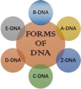 Different Forms of DNA 的图像结果