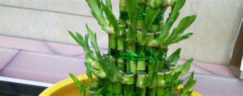 富贵竹的繁殖方法 - 花野自然