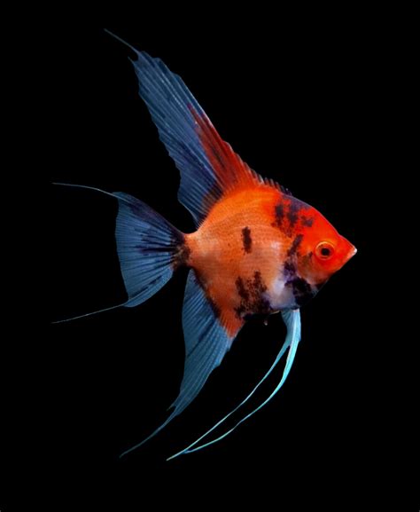 Buy Angelfish Online For Your Aquarium in India – Best4Pets