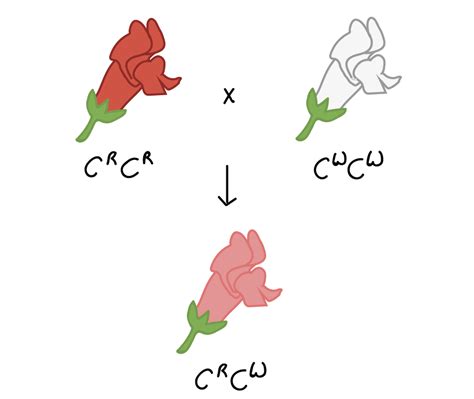 Image result for Incomplete Dominance Examples