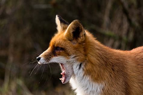 Wildlife in Europe – EOW