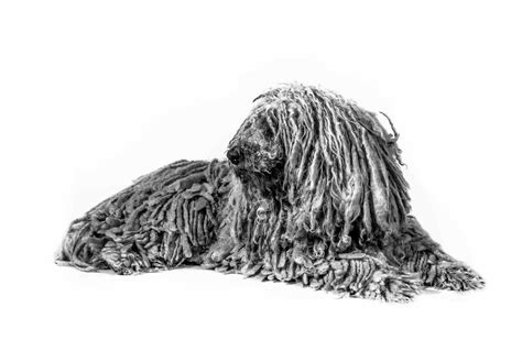 Komondor Dog Breed Profile