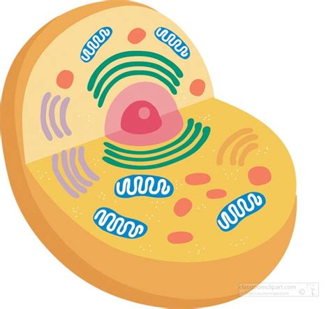 Free cells, Download Free cells png images, Free ClipArts on Clipart ...
