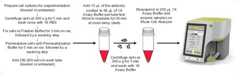 Cell Signaling Assays for Muse Cell Analyzer | Life Science Research ...