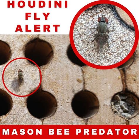 Mason Bee Predator Alert – Invasive Houdini Fly - predators of bees