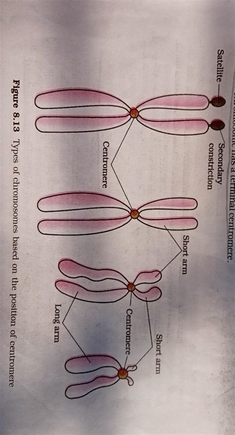 With neat labelled diagram explain types of chromosomes on the bases of ...