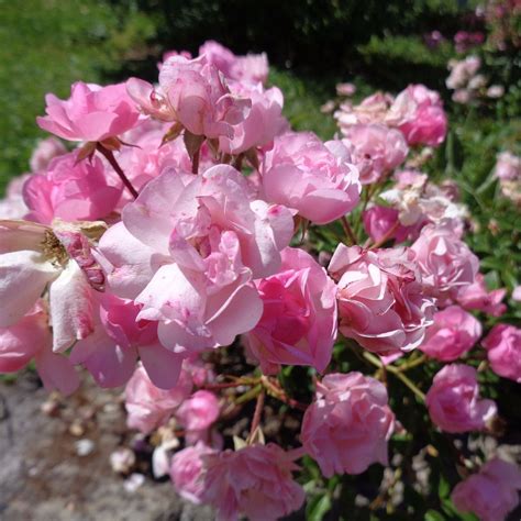 ROSETO COMUNALE (2025) All You Need to Know BEFORE You Go (with Photos ...