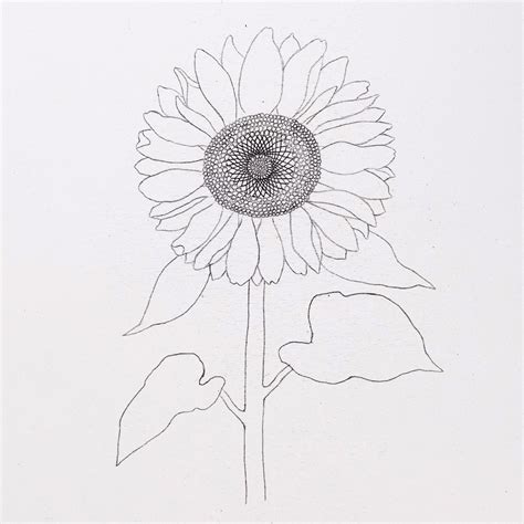 How To Draw Sunflowers