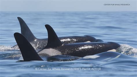 For the first time since spring, endangered Southern Resident orcas return to Puget Sound ...