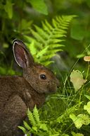 Image result for Bear Rabbit Forest
