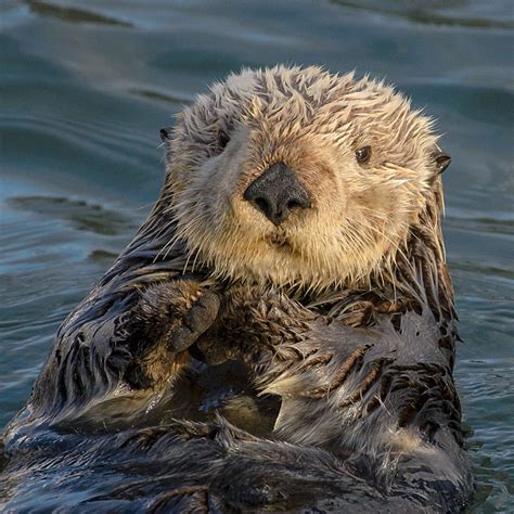 Fact About Marine Mammals Sea Otter - Diet, Habitat & Facts