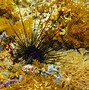 Sea urchin 的图像结果