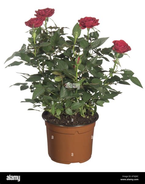 Rosa Chinensis Stock Photos & Rosa Chinensis Stock Images - Alamy