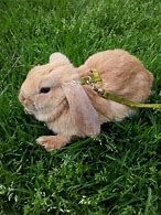 Image result for Cute Bunny Happy Bday