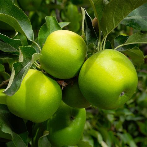 Granny Smith Apple (Malus domestica 'Granny Smith') - Garden Center Point