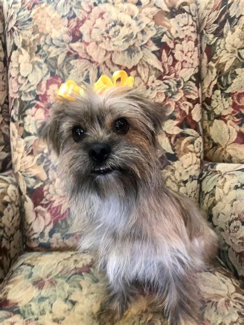 Dog for Adoption - Shelby in Texarkana TX, a Yorkshire Terrier Yorkie in Mount Pleasant, TX ...