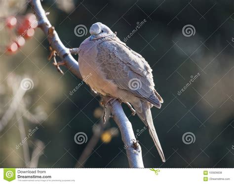 Pearl-necked Dove/spotted Dove/lace-necked Dove/Streptopelia Chinensis ...