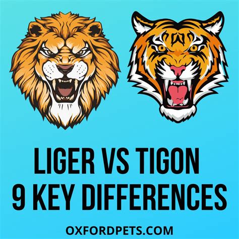 Liger Vs Tigon Comparison: 9 Key Differences - Oxford Pets