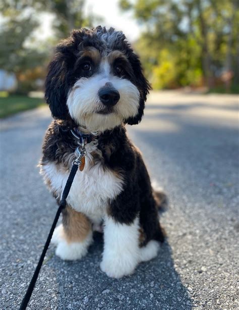 Mini Bernedoodle Full Grown