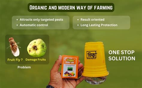 Chipku Fruit Fly Glass Trap phermone Trap for bactocera dorsalis/Insect ...