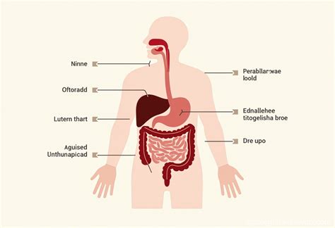 Image result for Diffusion Digestive System