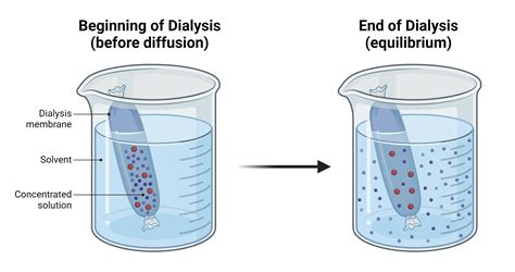 What Is A Dialysis Membrane at Kai Chuter blog