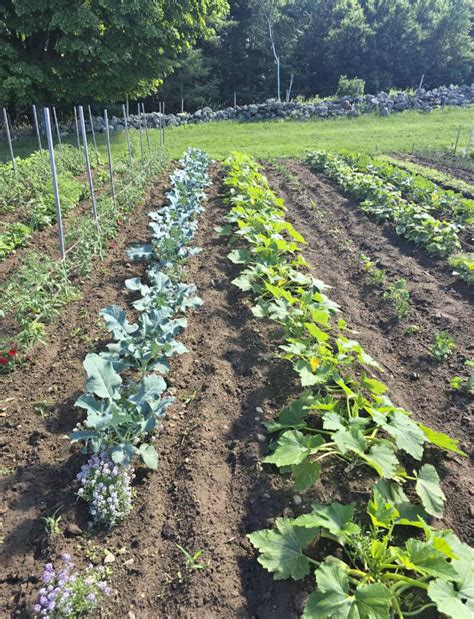 Vegetable Gardening Practices: From Seedling to Harvest - Sanborn Mills ...