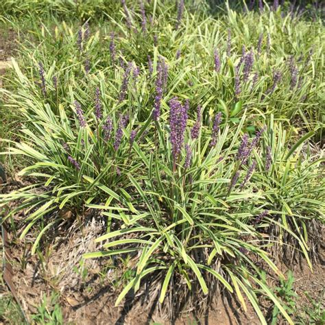 Green Liriope Ground Cover
