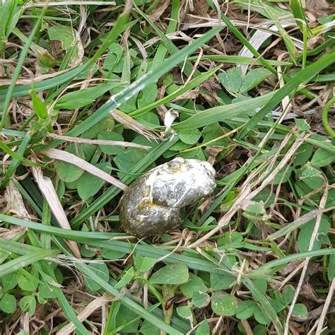 Image result for Identifying Bird Poop