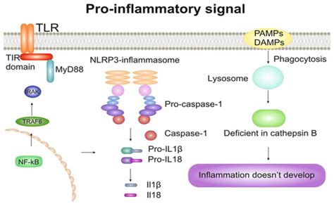 The Role of Cytokines in Cholesterol Accumulation in Cells and ...