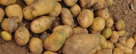 土豆怎么播种方法 - 蓝妖花园