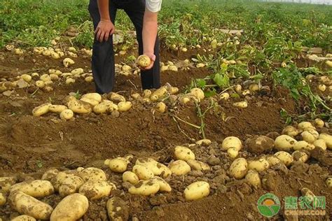 土豆种植多深合适？怎样确定土豆的种植深度？ - 惠农网