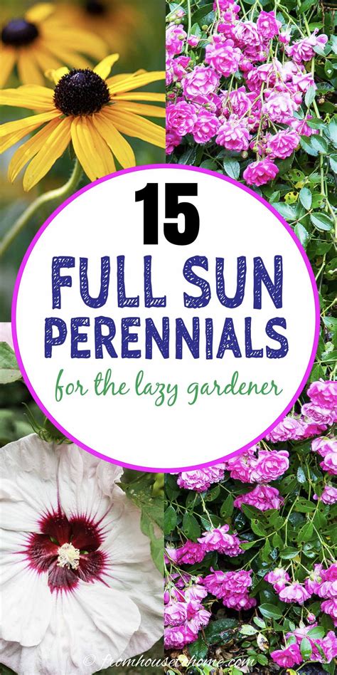 16 Full Sun Perennials: Low Maintenance Plants That Thrive In Sun