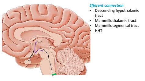Antomy of Thalamus and hypothalamus | PDF