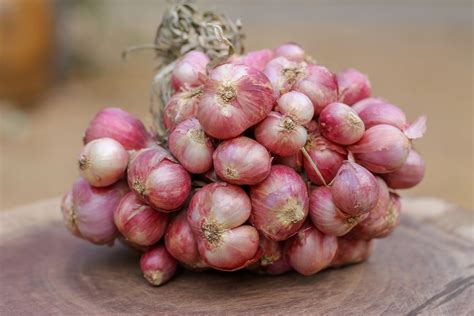 manfaat dan khasiat bawang dayak