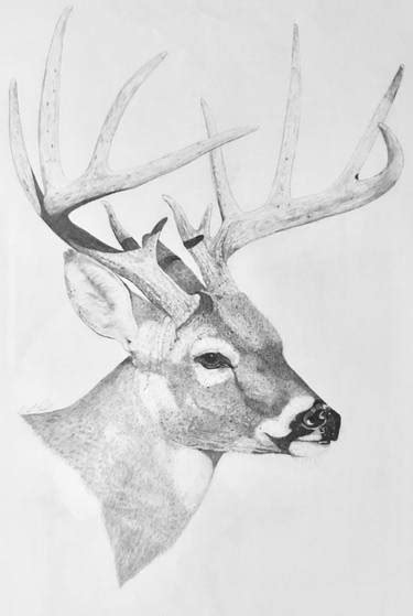 Image result for Buck Drawing Tutorial