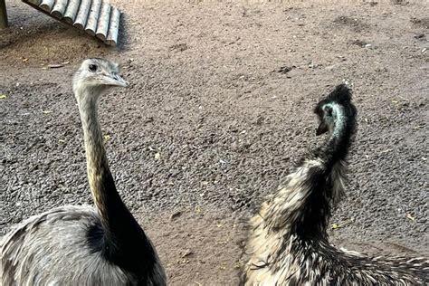 2025 Cape Town World of Birds and Constantia Wine Tasting Tour (Cape ...