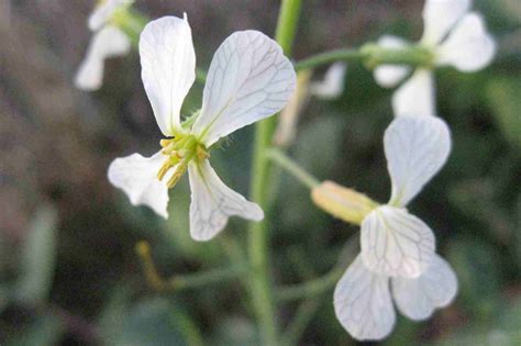 Plant of the Month - Wild radish