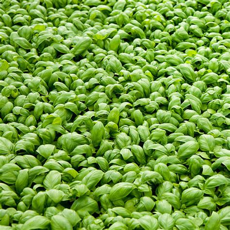 HowToBasic Saled 的图像结果