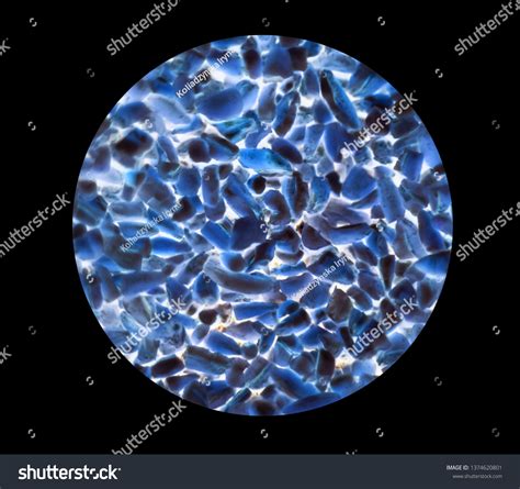 Bacteria Reproducing Under a Microscope 的图像结果