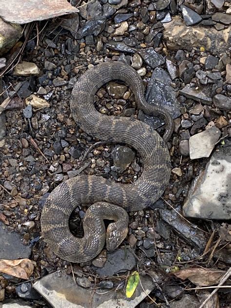 This is just a water snake right? He flared his head up when I came ...