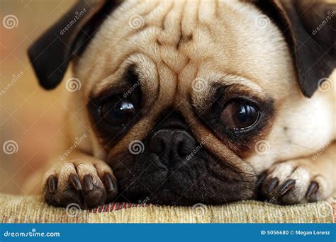 Sad Pug Puppy stock photo. Image of beauty, dogs, devotion - 5056680